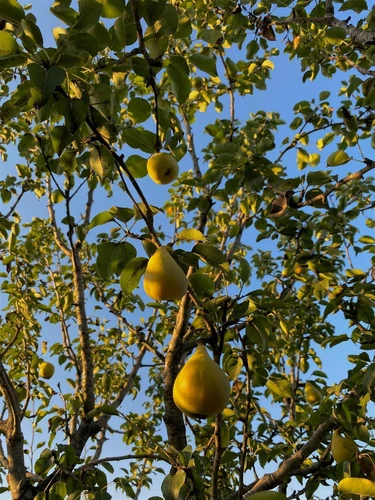 Pear Doyenne Du Comice Fruit Tree 6ft Tall Supplied in a 12 Litre Pot by Directplants