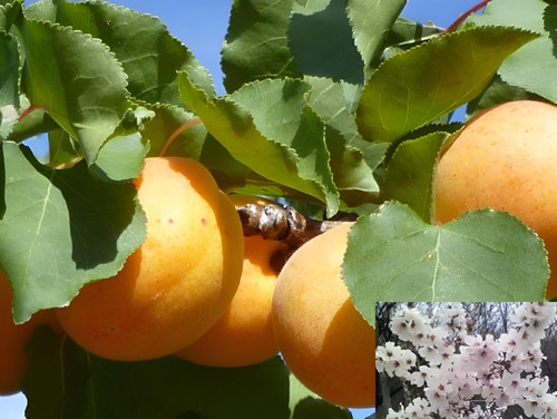 Apricot Moorpark Fruit Tree 6ft Tall Supplied in a 12 Litre Pot by Directplants