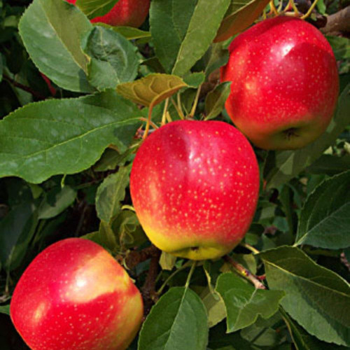Apple Red Falstaff Fruit Tree 6ft Tall Supplied in a 12 Litre Pot by Directplants