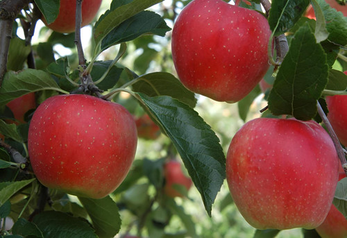 Apple Worcester Pearmain Fruit Tree 6ft Tall Supplied in a 12 Litre Pot by Directplants