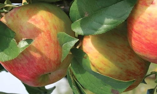 Apple Howgate Wonder Fruit Tree 6ft Tall Supplied in a 12 Litre Pot by Directplants