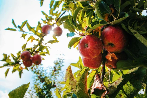 Apple Braeburn Fruit Tree 6ft Tall Supplied in a 12 Litre Pot by Directplants