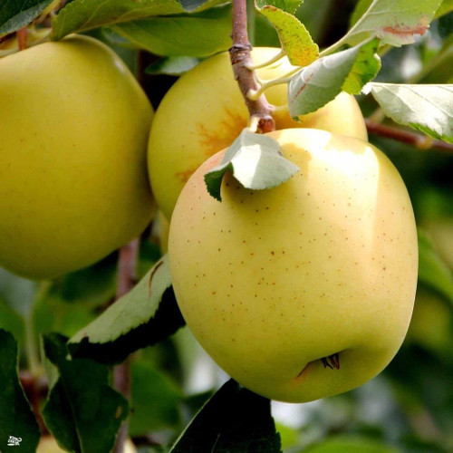 Apple Golden Delicious Fruit Tree 6ft Tall Supplied in a 12 Litre Pot by Directplants