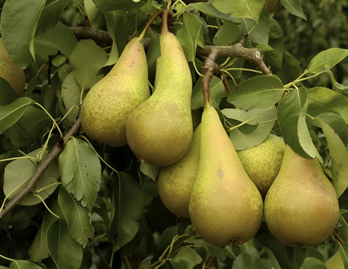 Pear Conference Fruit Tree 6ft Tall Supplied in a 12 Litre Pot by Directplants