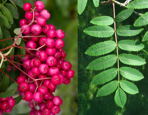 Sorbus Pink Charm Tree 6ft Tall Supplied in a 12 Litre Pot by Directplants