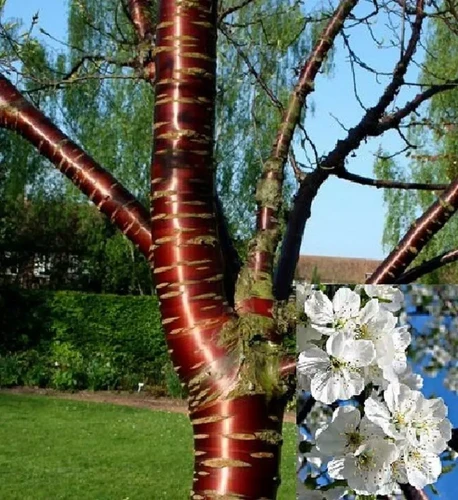 Prunus Tibetica Birch Bark Cherry Tree 6ft Tall Supplied in a 12 Litre Pot by Directplants