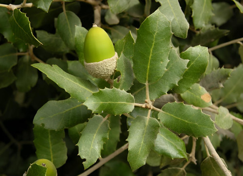 Quercus Ilex Evergreen Tree 6ft Tall Supplied in a 12 Litre Pot by Directplants