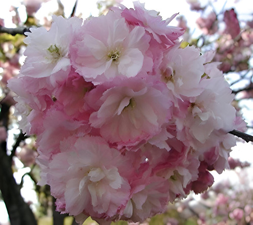 Prunus Pink Perfection Cherry Blossom Tree 6ft Tall Supplied in a 12 Litre Pot by Directplants