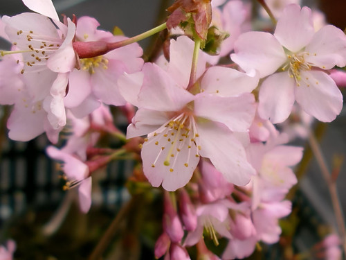 Prunus Kursar Flowering Tree 6ft Tall Supplied in a 12 Litre Pot by Directplants
