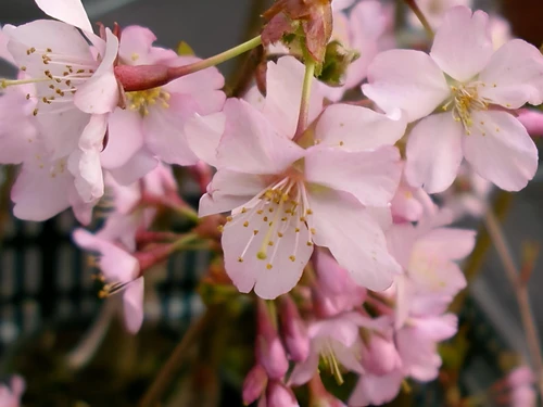 Prunus Kursar Flowering Tree 6ft Tall Supplied in a 12 Litre Pot by Directplants