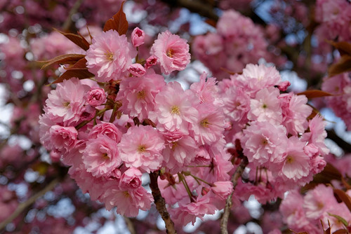 Prunus Kanzan Japanese Cherry Blossom Tree 6ft Tall Supplied in a 12 Litre Pot by Directplants