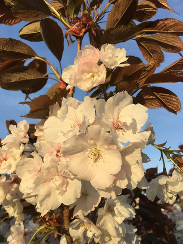 Prunus Fragrant Cloud Japanese Cherry Blossom Tree 6ft Tall Supplied in a 12 Litre Pot by Directplants