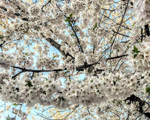 Prunus Chocolate Ice Flowering Cherry Tree 6ft Tall Supplied in a 12 Litre Pot by Directplants