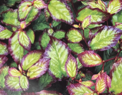 Parrotia Persica Bella Tree 6ft Tall Supplied in a 12 Litre Pot by Directplants