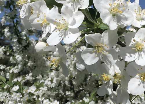 Malus Wedding Bouquet Crab 6ft Tall Supplied in a 12 Litre Pot by Directplants