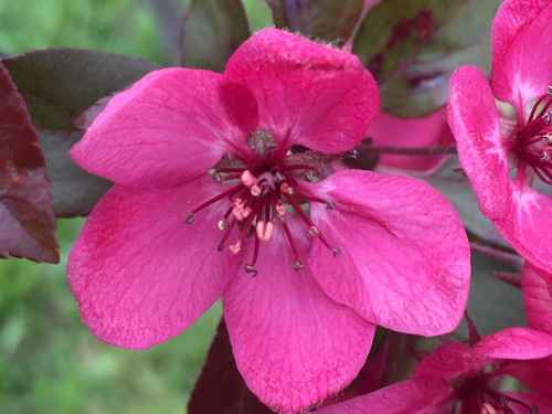 Malus Toringo Scarlett Tree 6ft Tall Supplied in a 12 Litre Pot by Directplants