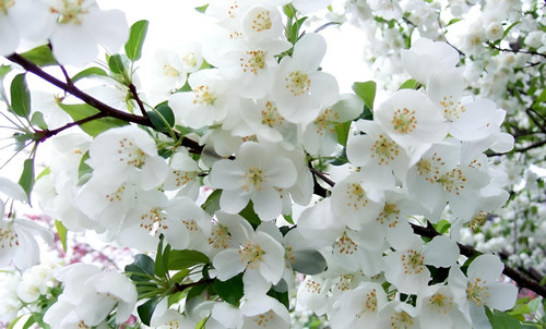 Malus Snowcloud Crab Apple Tree 6ft Tall Supplied in a 12 Litre Pot by Directplants