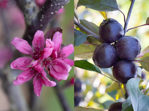 Malus Roberts Red Crab Apple Tree 6ft Tall Supplied in a 12 Litre Pot by Directplants