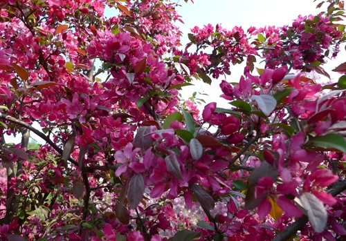 Malus Neville Copeman 6ft Tall Supplied in a 12 Litre Pot by Directplants