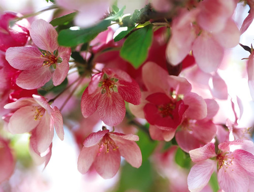 Malus Indian Magic Tree 6ft Tall Supplied in a 12 Litre Pot by Directplants