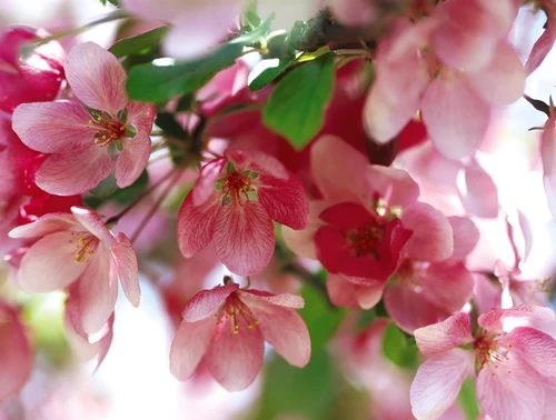 Malus Indian Magic Tree 6ft Tall Supplied in a 12 Litre Pot by Directplants