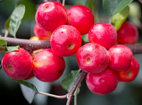 Malus Gorgeous Crab Apple 6ft Tall Supplied in a 12 Litre Pot by Directplants