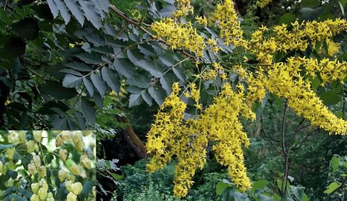 Koelreuteria Paniculata Tree 6ft Tall Supplied in a 12 Litre Pot by Directplants