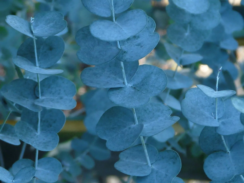 Eucalyptus Silverana Evergreen Tree 6ft Tall Supplied in a 12 Litre Pot by Directplants