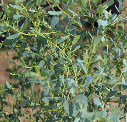 Eucalyptus French Blue Evergreen Tree 6ft Tall Supplied in a 12 Litre Pot by Directplants