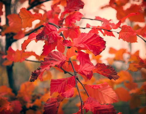 Carpinus Betulus Rockhampton Red Tree 6ft Tall Supplied in a 12 Litre Pot by Directplants
