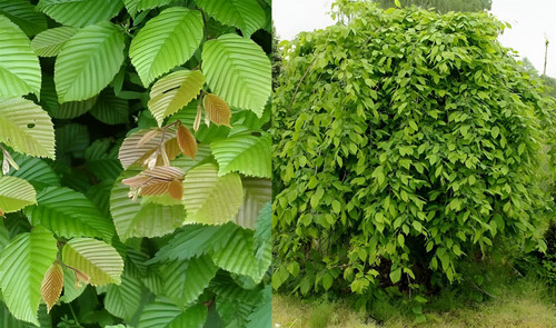 Carpinus Betulus Pendula Tree 6ft Tall Supplied in a 12 Litre Pot by Directplants