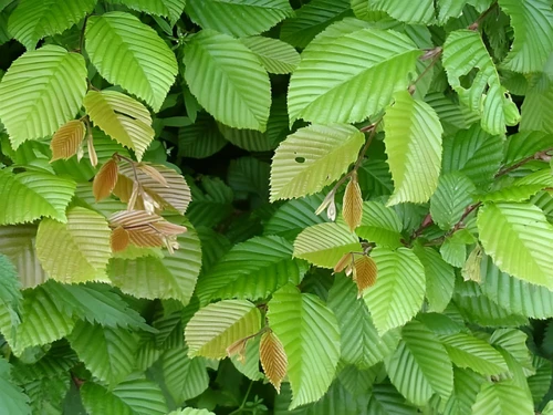 Carpinus Betulus Tree 6ft Tall Supplied in a 12 Litre Pot by Directplants
