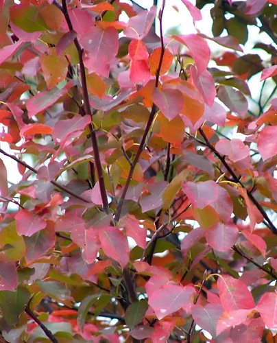 Amelanchier X Grand Robin Hill Tree 6ft Tall Supplied in a 12 Litre Pot by Directplants