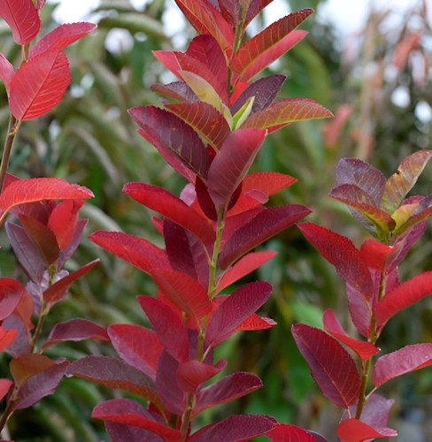 Amelanchier October Flame Tree 6ft Tall Supplied in a 12 Litre Pot by Directplants