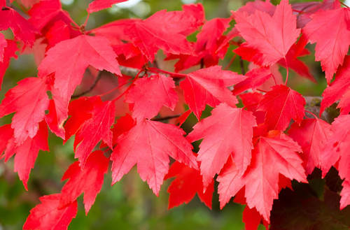 Acer Rubrum Sun Valley Tree 6ft Tall Supplied in a 12 Litre Pot by Directplants