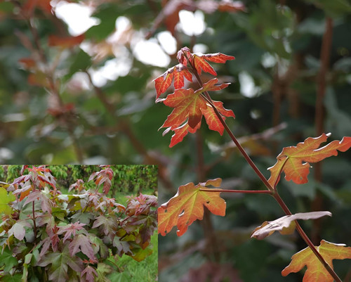 Acer Campestre Red Shine Tree 6ft Tall Supplied in a 12 Litre Pot by Directplants
