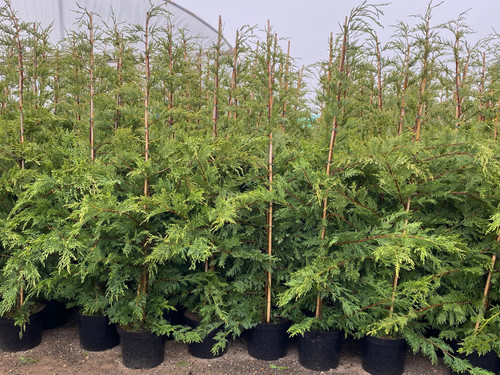 Green Leylandii Cupressocyparis Leylandii Instant Hedging Trees 8ft+ Pallet of 10 Supplied in 10 Litre Pots