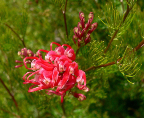 Grevillea Olympic Flame Evergreen Garden Shrub By Direct Plants