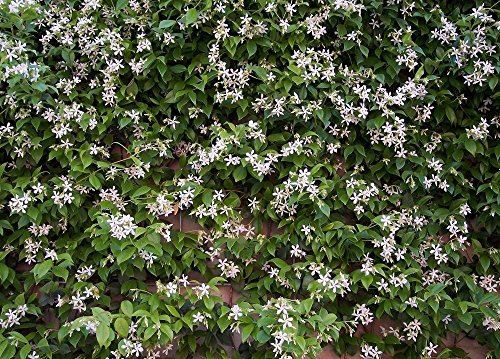 Trachelospermum Jasminoides Star Jasmine Highly Fragrant Climbing Plant 4-5ft Supplied in a 7 Litre Pot