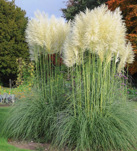 Cortaderia White Pampas Grass Plant Pack of 3 By Direct Plants