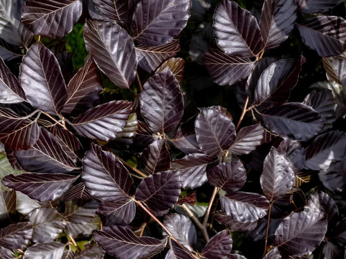 Copper Purple Beech Hedging Plants Pack of 10 Trees Potted