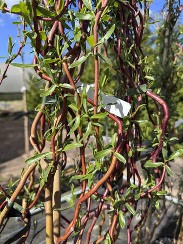 Salix Scarlet Curls Twisted Willow Tree 5-6ft Tall Supplied in a 7.5 Litre Pot by Directplants