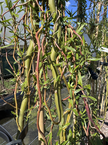 Salix Golden Curls Twisted Willow Tree 5-6ft Tall Supplied in a 7.5 Litre Pot by Directplants