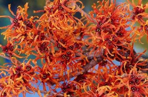 Witchhazel Hamamelis Orange Beauty Shrub Plant 4ft Extra Large in a 7.5 Litre Pot