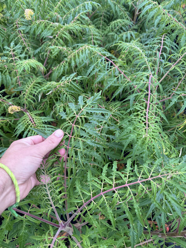 Rhus Typhina Dissecta Cut Leaf Stag Horn Sumach 5ft Large By DirectPlants