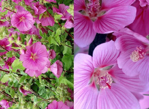 3-4ft Tall Large Lavatera Bredon Springs Pink Flowering Shrub Plant By Direct Plants