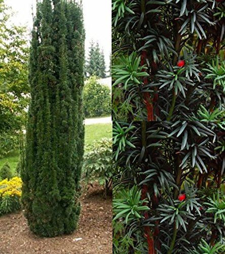 Taxus Fastigiata Robusta Column Yew Tree Large Plant Supplied in a 3 Litre Pot By Direct Plants