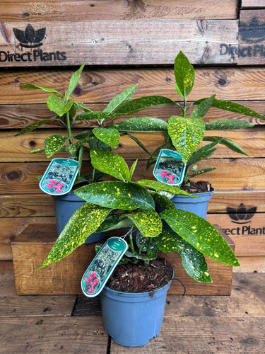 3 Mixed Large Aucuba Japonica Variegata Evergreen Shrubs in 2/3 Litre Pots By Direct Plants