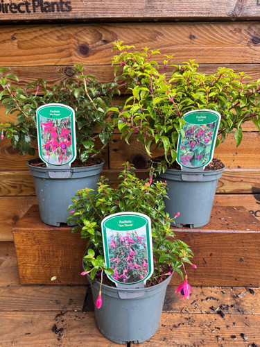 3 Mixed Extra Large Hardy Fuchsia Shrubs in 2/3 Litre Pots By Direct Plants