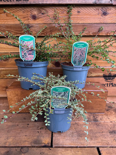 3 Mixed Large Cotoneaster Groundcover Shrubs in 2/3 Litre Pots By Direct Plants
